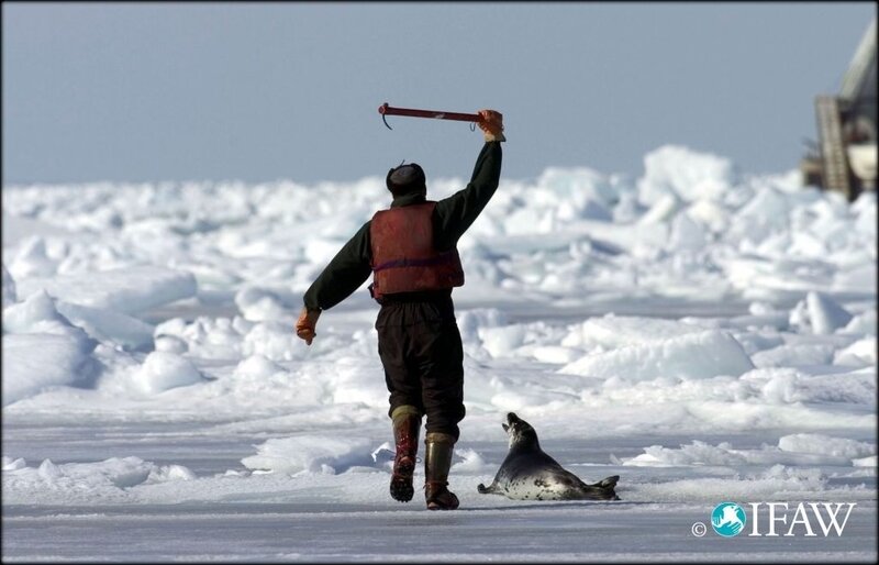 chasse_phoque_banquise