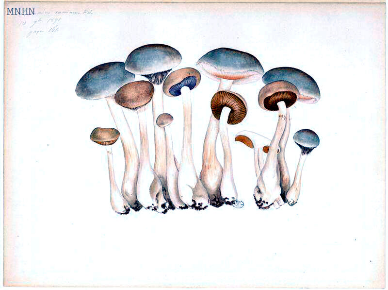 81 Cortinarius caninus