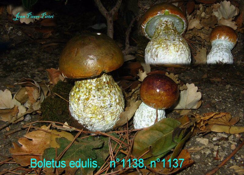 Boletus edulis n°1138 et n°1137