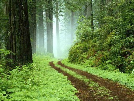 chemin en forêt