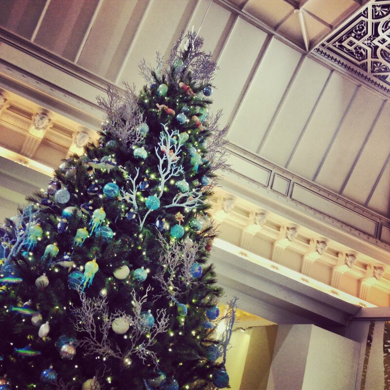 Sapin favori