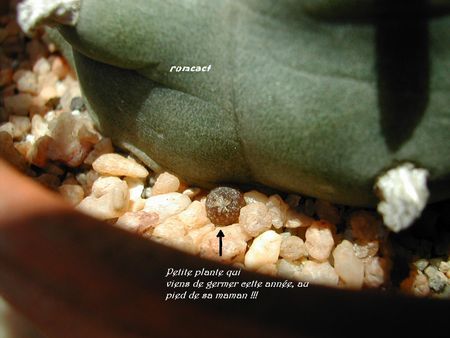 cactus_268