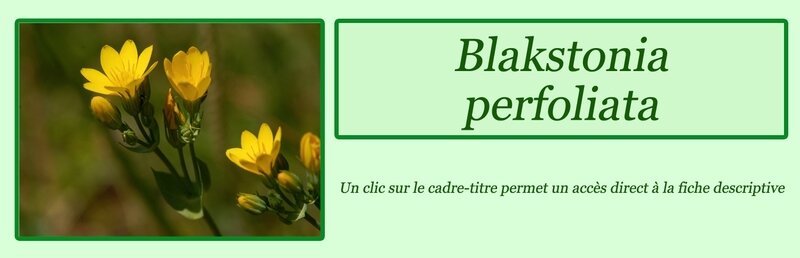 Blackstonia perfoliata