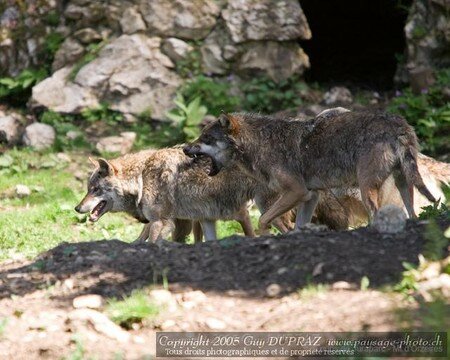 Loups_2005_5a_0095_R1