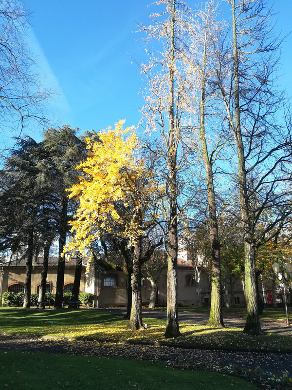 Jardin des plantes, 24 nov 2018 (4)