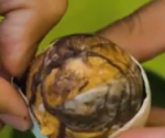 un œuf de canard fertilisé