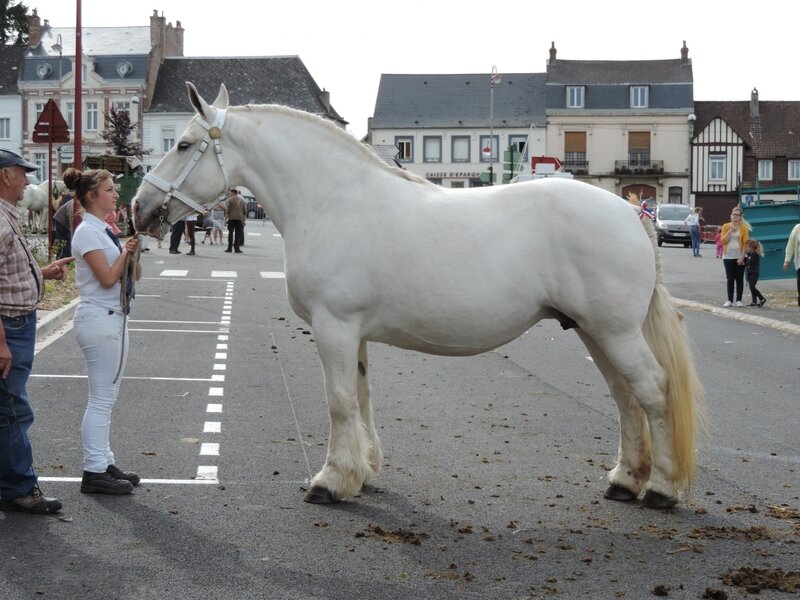 Voltige de l'Ecurie - 3 Juin 2017 - Concours d'élevage local - Fruges (62) - 1ere (Non Poulinées)