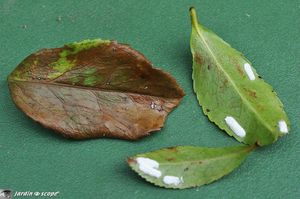 Cochenilles pulvinaires sur camélia