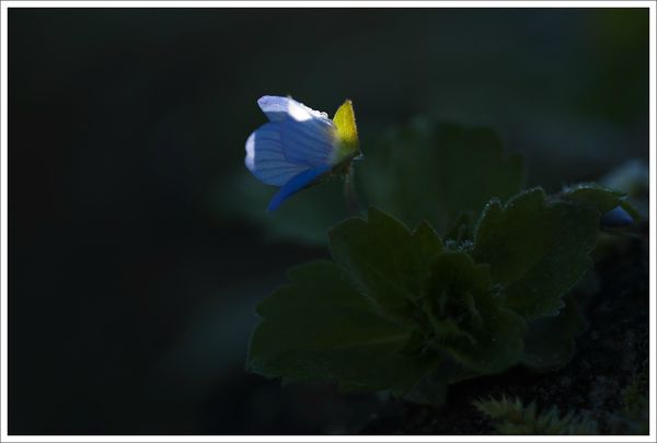 ville fleur bleue matin veronique 180213 1