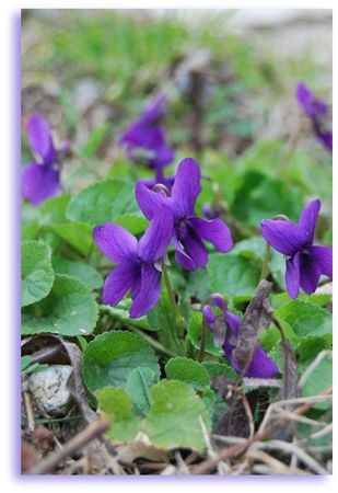 violettes3