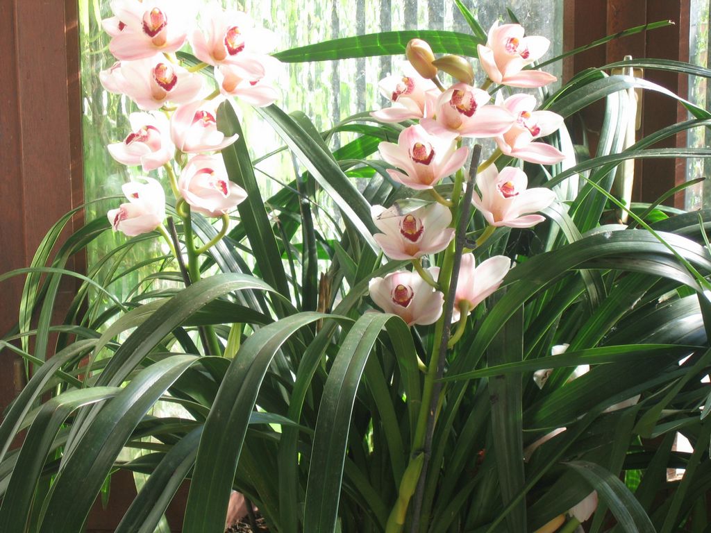 fleurs-orchid_2011-2