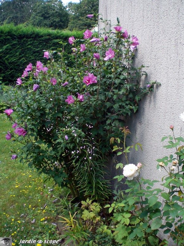 Hibiscus syriacus