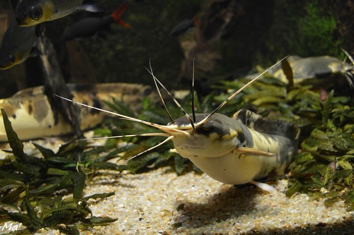 160131_aquarium_Allex_5