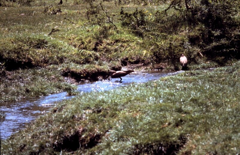 amboseli oiseaux o