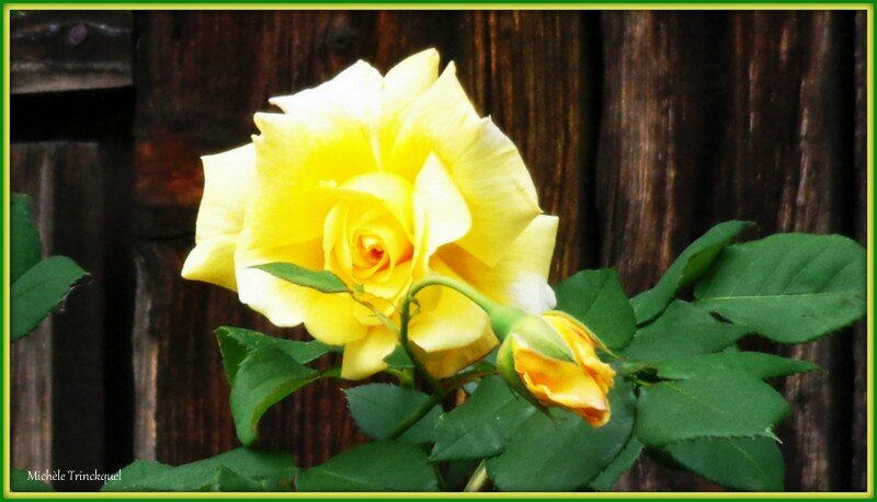 Rose jaune 120515