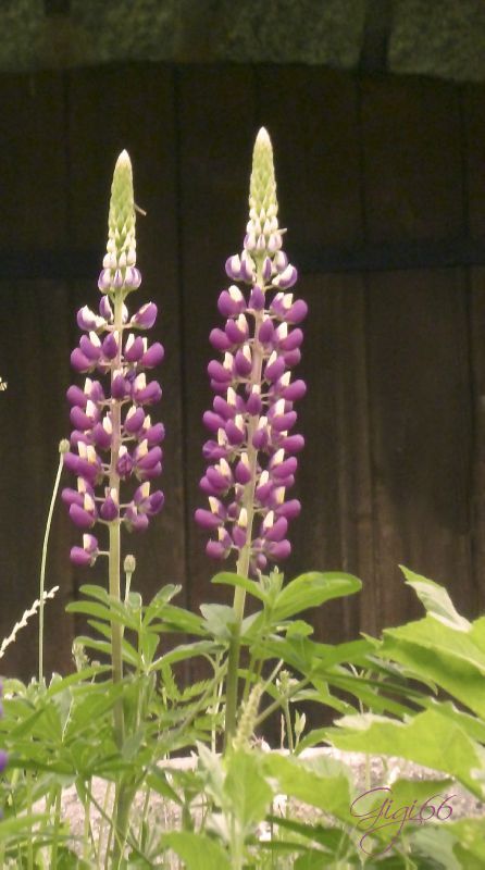 signaturelupin copie