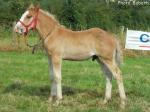 Poulain Boulonnais par Voiyou et Umara du Boncoin - Concours National - Samer (62) - 27 juillet 2014