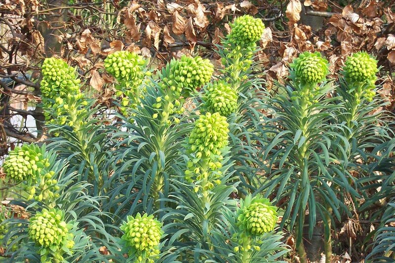 Euphorbia characias wulfenii