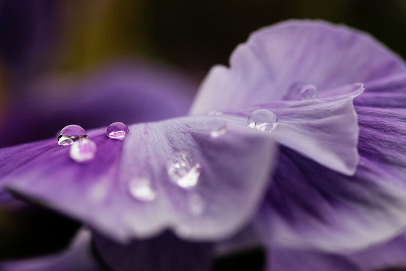Gouttes_sur_fleur_violette_2