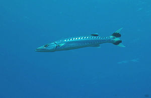 barracuda