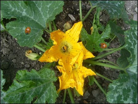 fleurs courgettes et coccinelles