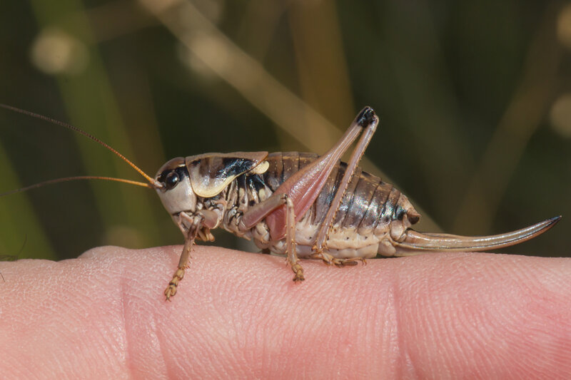 Anonconotus ghiliani