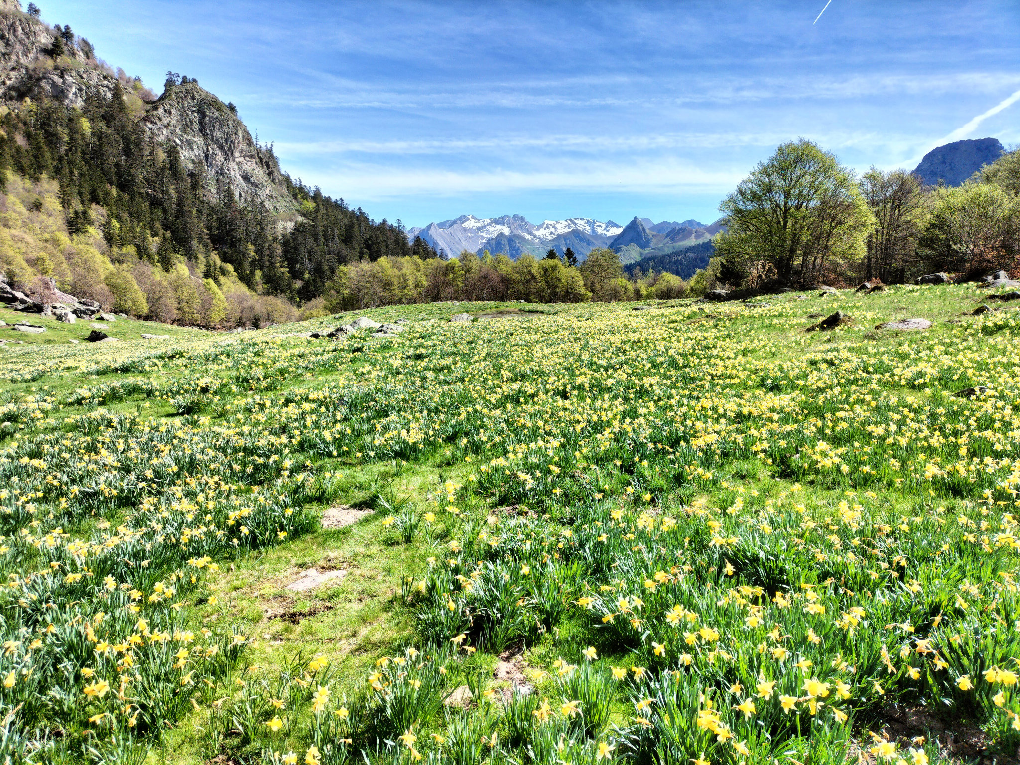 Lacs d'Ayous, champ de jonquilles, mai 2023 (64)