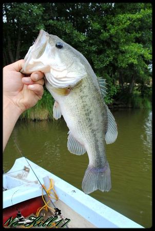 Week end black bass avec Tom, Bastien et alex (43) - Copie