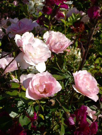 juin09_roses_roses