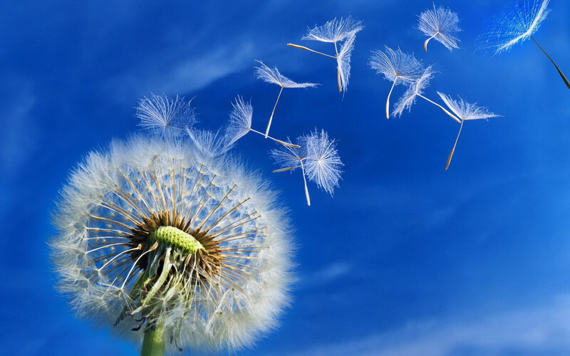 dandelion-blue-sky