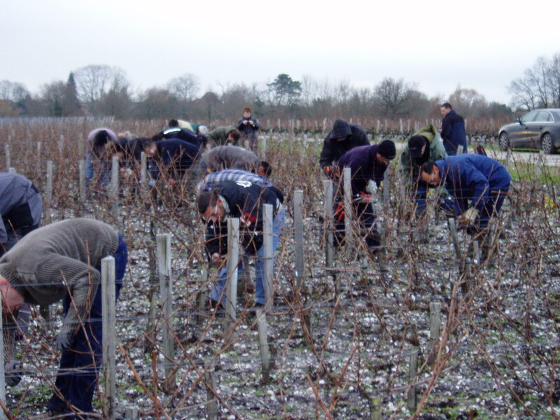 ASAVPA33___concurrents_dans_la_vigne_2___18012014