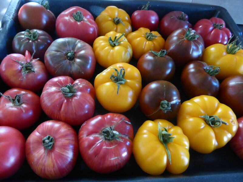 1-tomates (2)