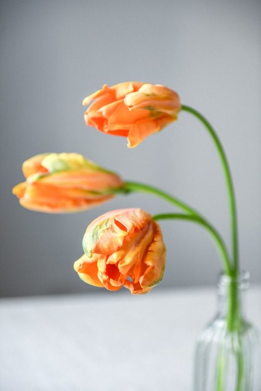 orange_tulip