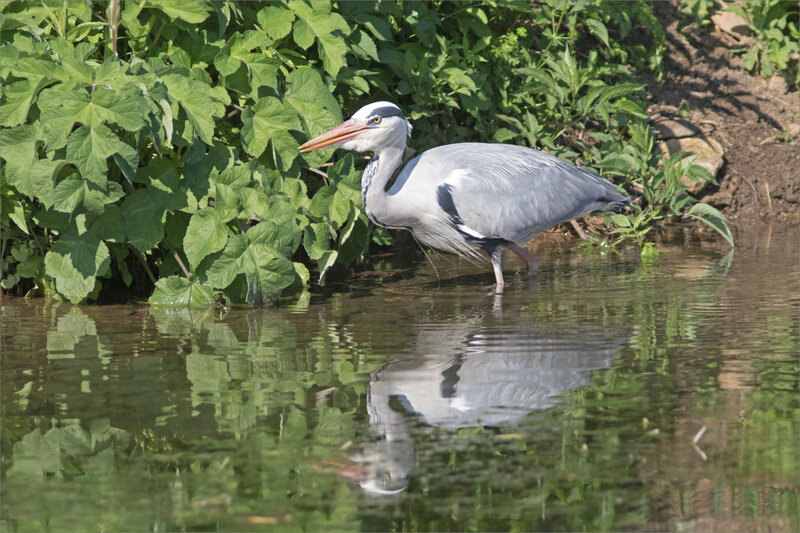 Oiseau héron profil lumière 1 020521