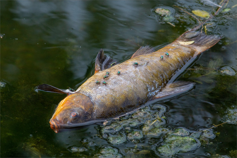 Poisson mort mouches 300822