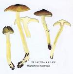 Hygrophorus hypothejus IH1 pl 4 no 24
