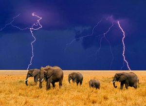 fond d ecran elephants dans un orage