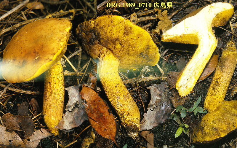 Boletus_ornatipes_1989_0710_mont