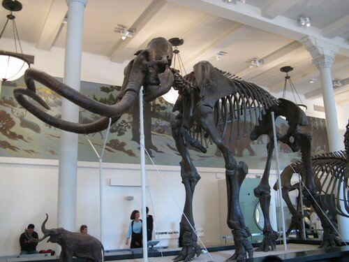 American Museum Of Natural History