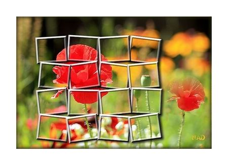 tableau_coquelicot