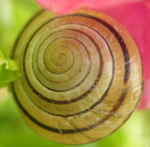 escargot