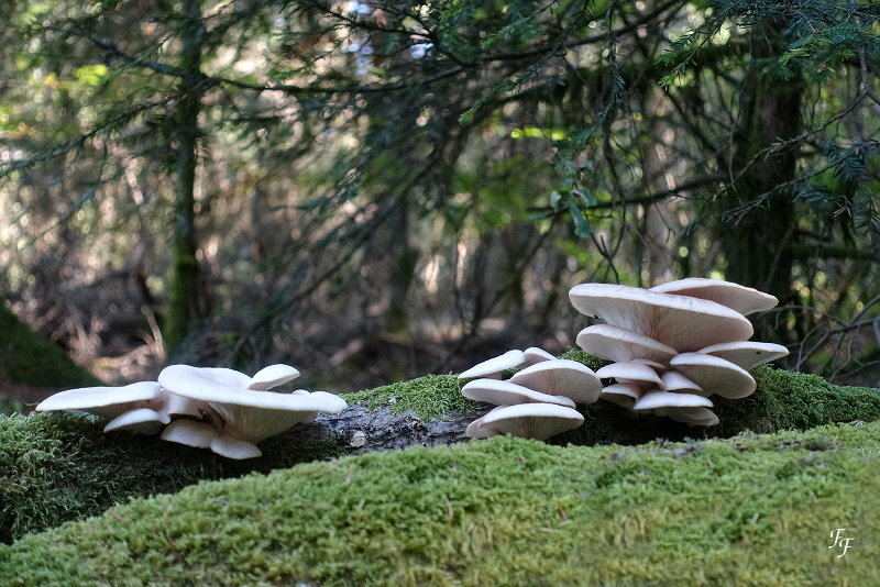 a2018_09_20_153658_champignons