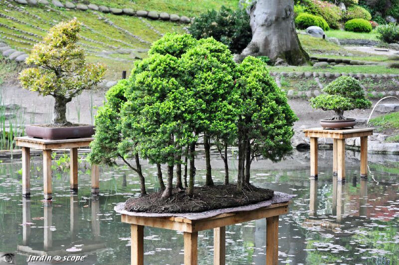 Bonsaï Genévrier de Chine • Juniperus chinensis  (sous réserve)