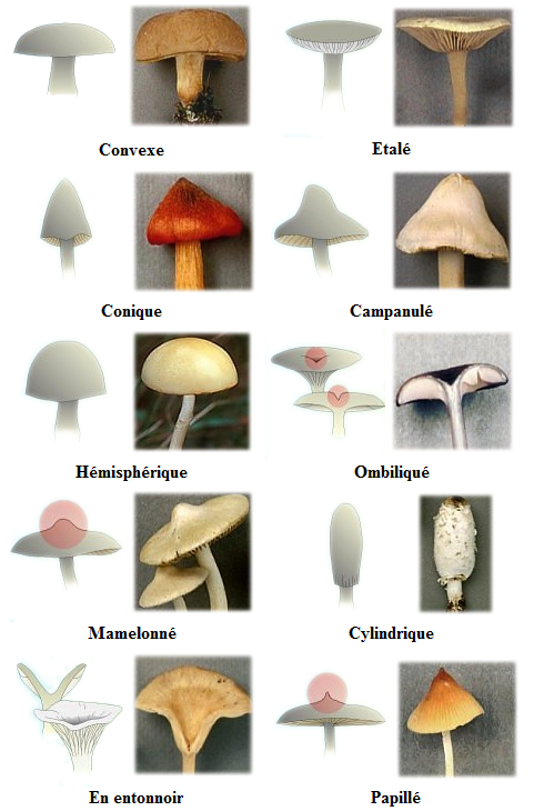 champignon chapeaux