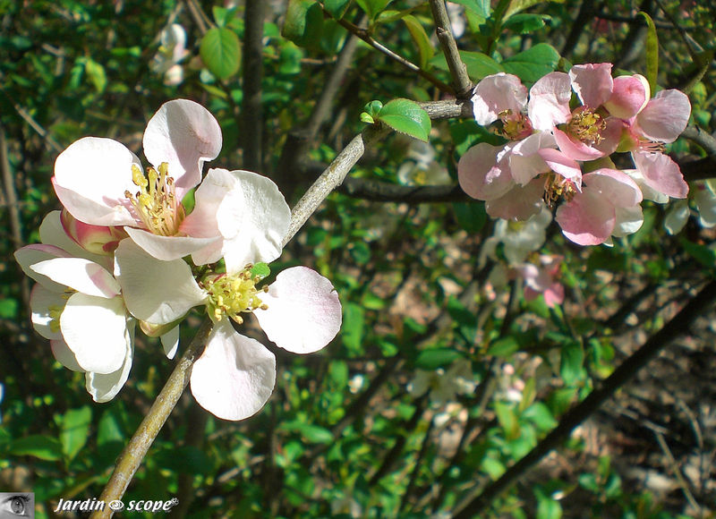 Cognassier à fleurs • Chaenomeles speciosa 'Moerloosei'