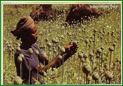 OPIUM