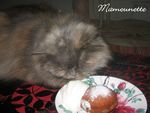 beignets_mardi_gras_16_f_vrier_2010_et_sa_chantilly_maison_020