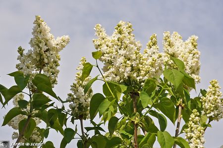 Syringa-vulgaris-Madame-Lemoine