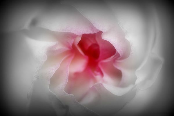 coeur-rose-macro 2