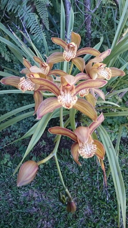 Cymbidium 